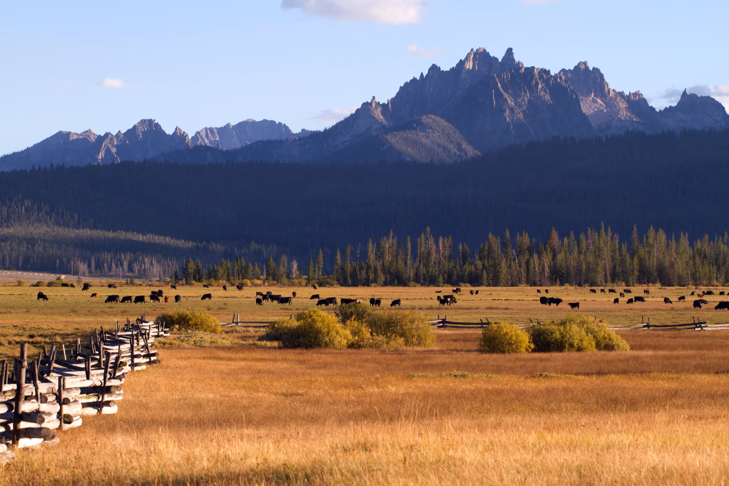 Open rangeland and cattle beneath the Sawtooth peaks of Amelia County, Idaho.
